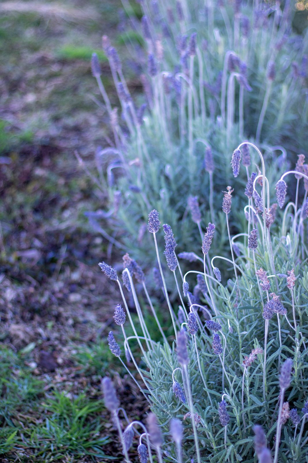 Jardim de hortênsias azuis em frente à pousada